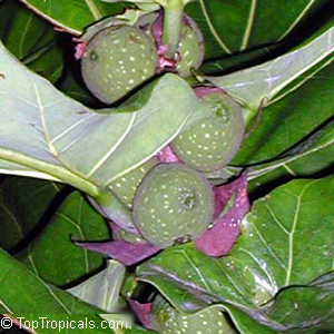 ����� ����������
Ficus lyrata
original photo (�) www.toptropicals.com